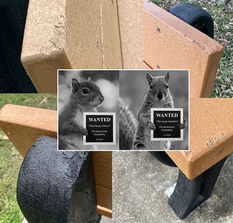 Why Squirrels Chew Recycled Plastic Benches and How to Stop Them