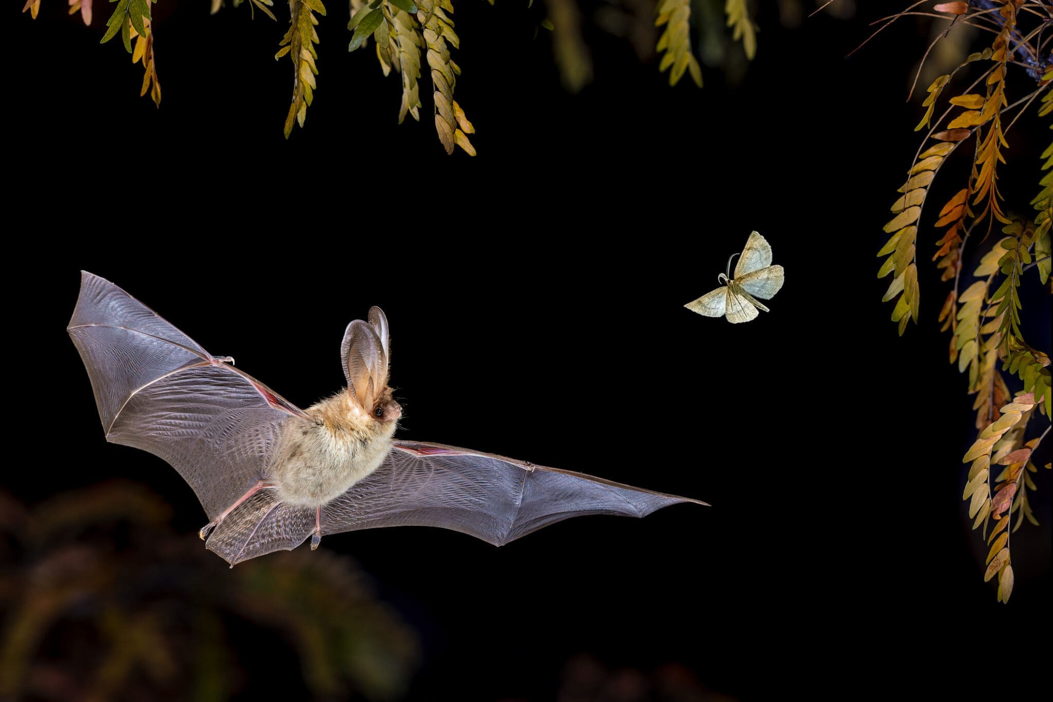 The Benefits of Installing a Bat House in Your Yard